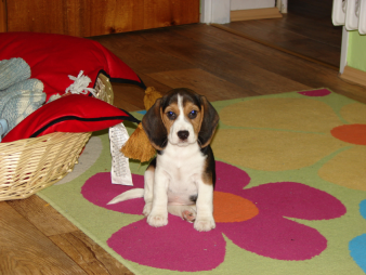 Máme rádi zvířata...