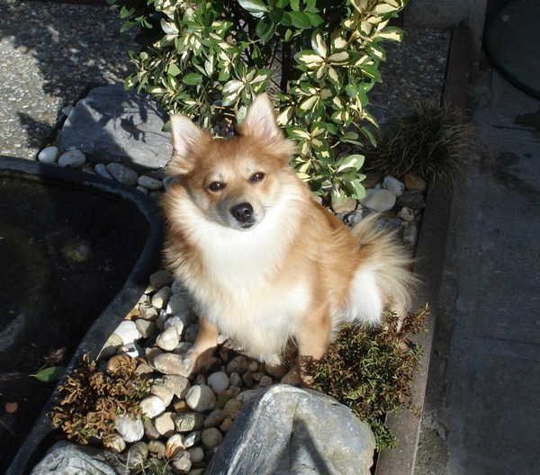 Zatoulaný pes může už za 2 měsíce patřit někomu jinému