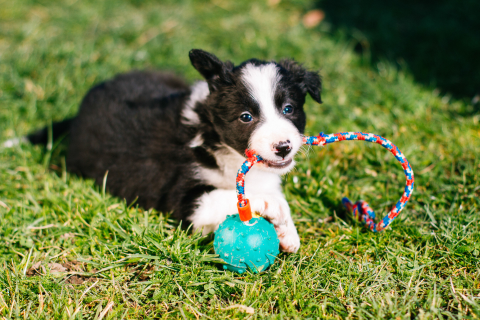 Výběr psa podle způsobu života
