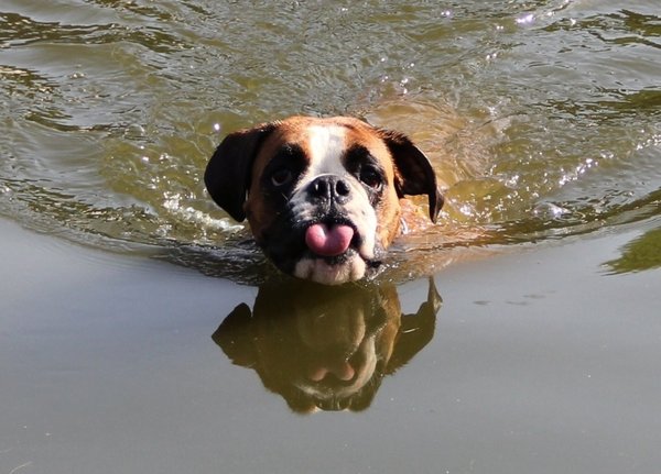 15 důkazů, že psi vodu prostě milují