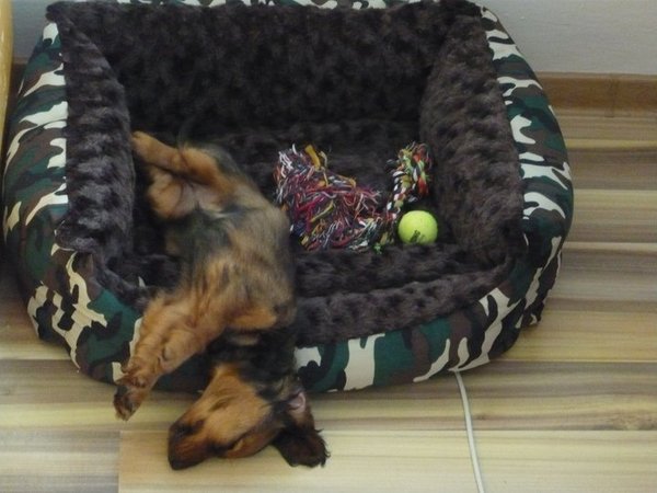 Proč pes ukazuje bříško?