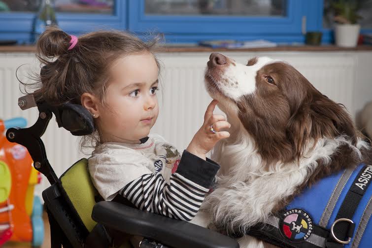 Stát neplatí asistenční psy ani dětem