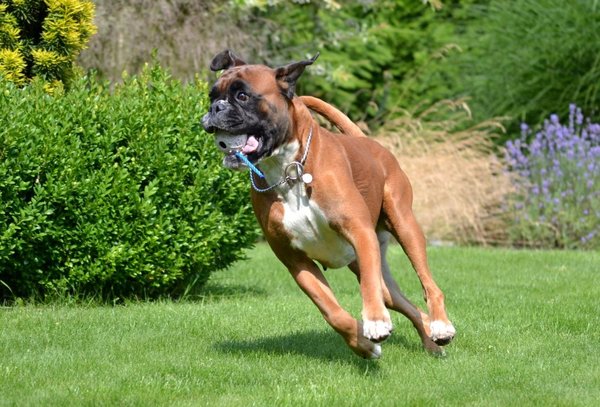 Proč se honí za vlastním ocasem?