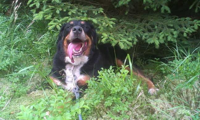 Zrychlené dýchání