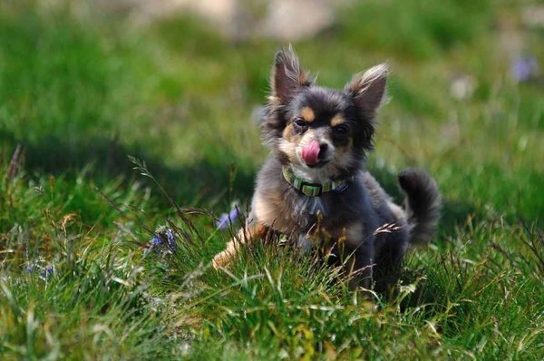 Nervózní olizování tlamy