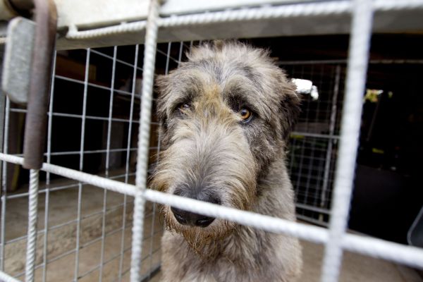 Půl roku plné misky 5000 psů a 3500 opuštěných koček