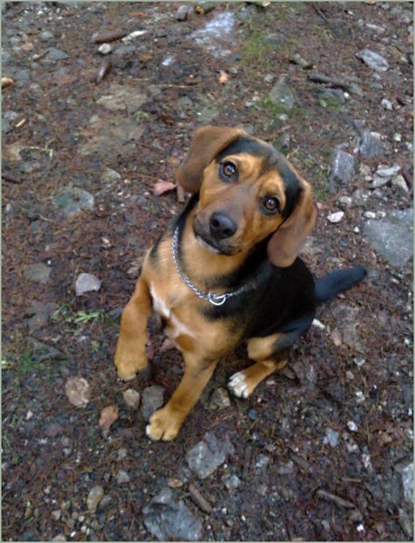 Vyrazte se psem ven!