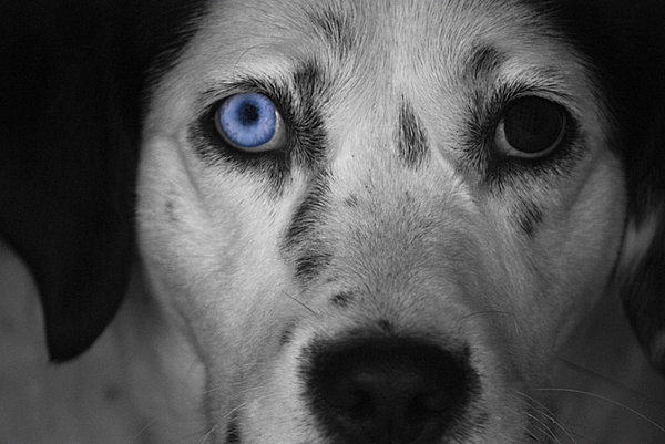 Catahouly z celé Evropy se představí na Mitrovském dvoře