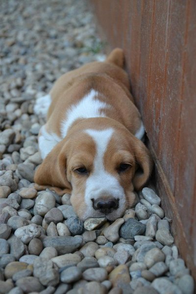 5 častých mýtů o psech