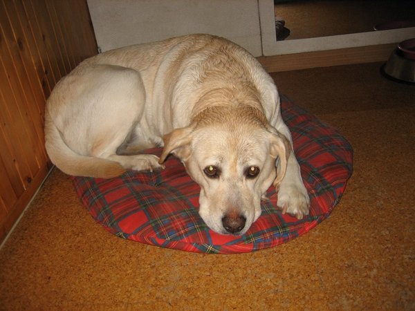 5 signálů, že váš pes trpí depresí