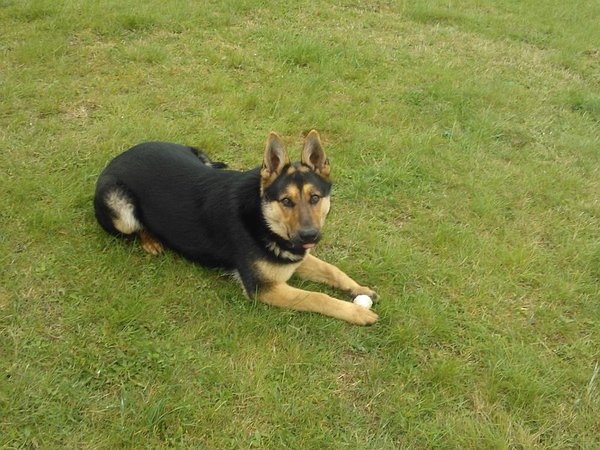 Proč psi zahrabávají kosti?