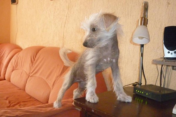 Pozvánka: Přednášky Ing. Pavla Bradáče v sídle Nadace na ochranu zvířat