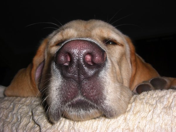 Vyžírání odpadkového koše