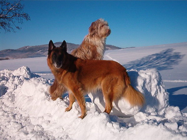Pokládání hlavy na jiného psa