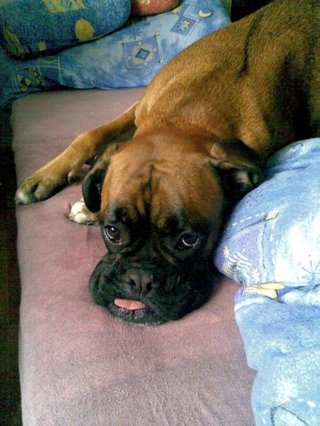 Strach z ohňostrojů a petard