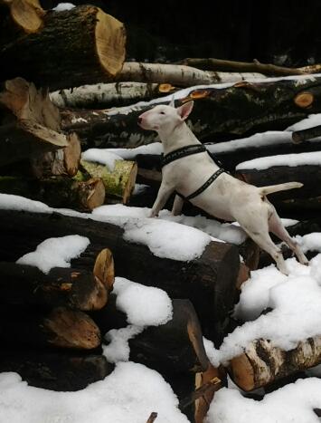 10 fotek sněžných psů