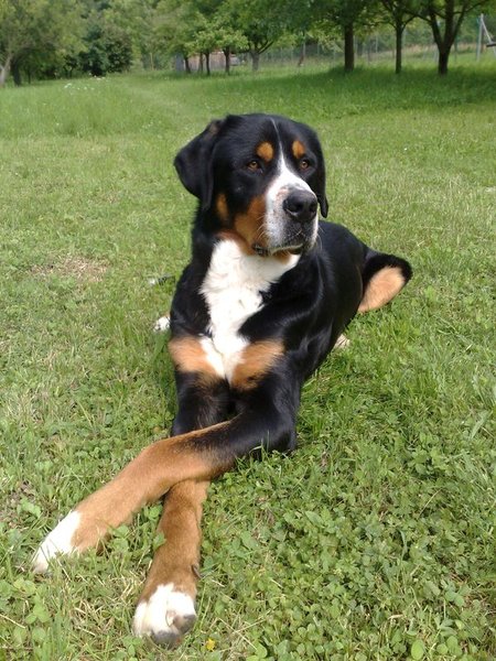 Pozvánka: Mezinárodní výstava psů DUO CACIB 2016 