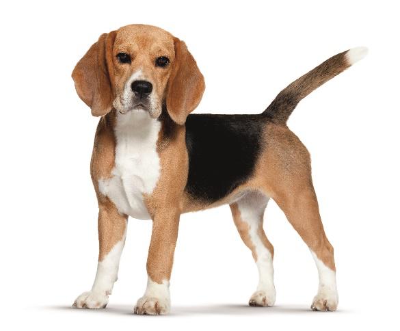 Pozor na stres u vašich zvířat