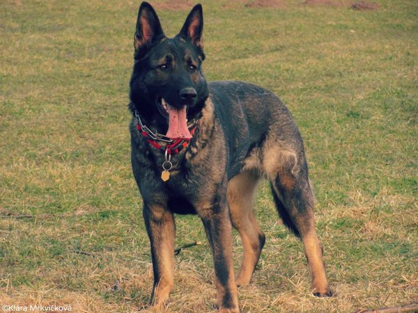 Antikoncepce pro psy