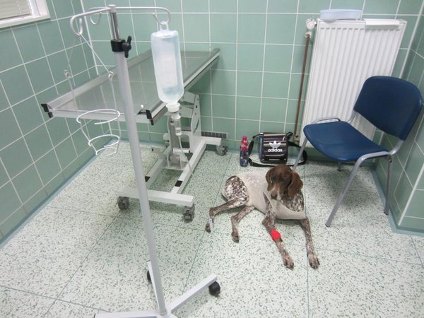 Lidé podceňují náklady na domácí mazlíčky, pak dluží veterinářům