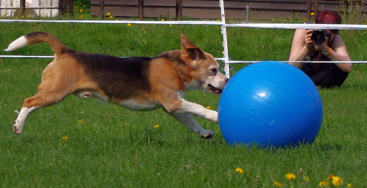 Treibballové květ(n)ování