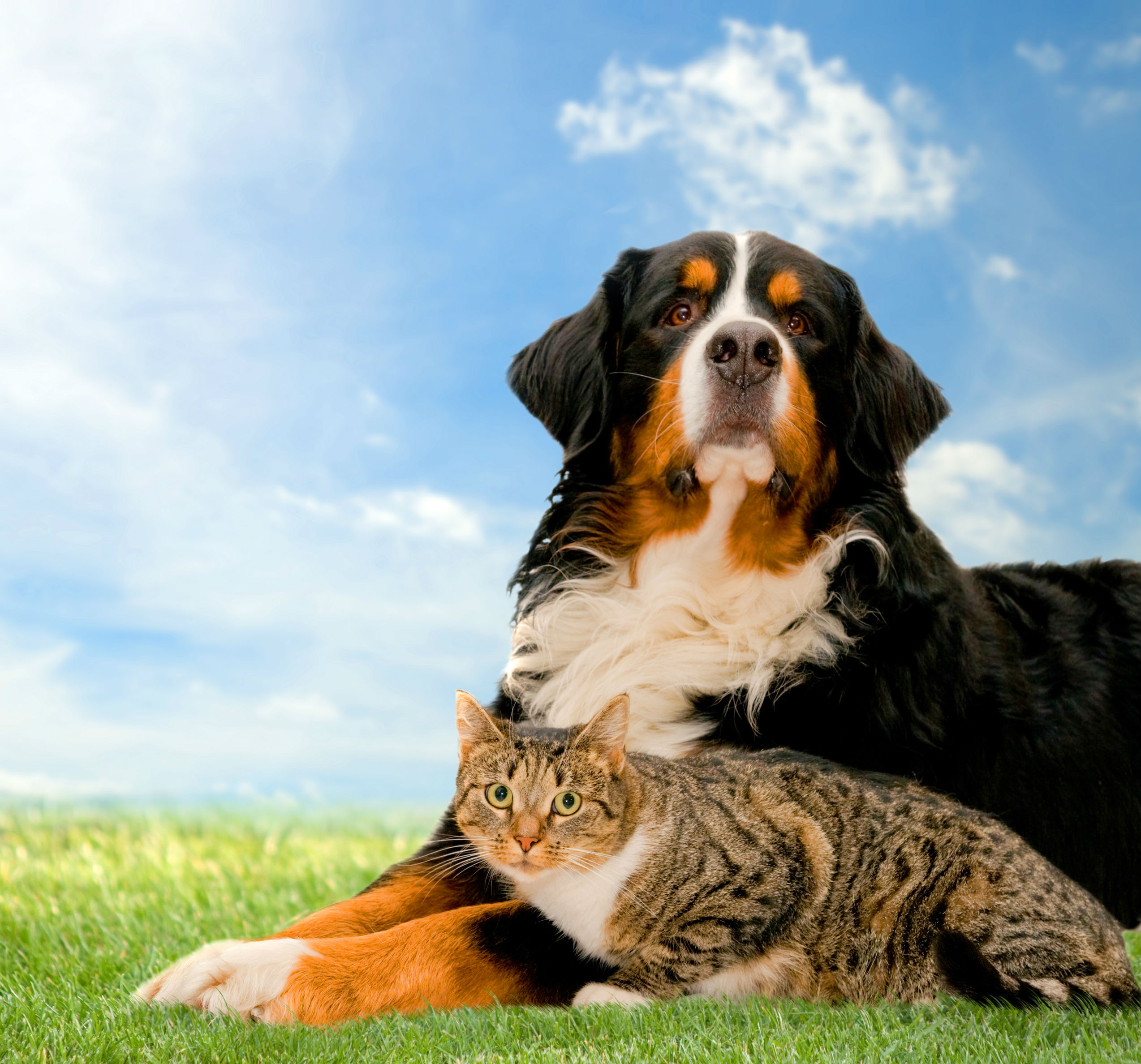 Pojištění domácích mazlíčků