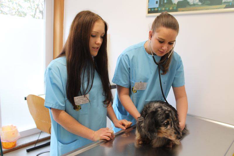 Veterináři z Plasů sbírají zkušenosti na klinikách v Portugalsku