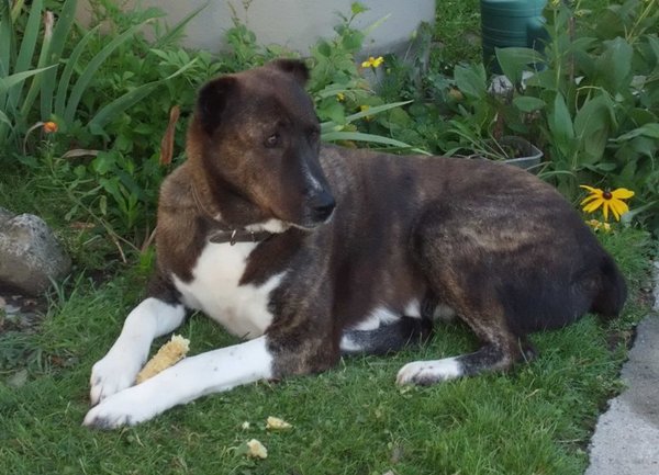 Hledáte nejbližší veterinu? S novu aplikací je to otázka několika vteřin