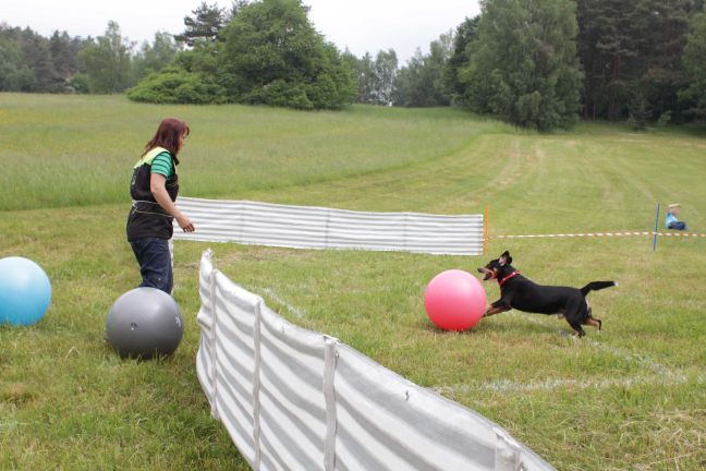 Reportáž: Šampionát treibballu – Seriál 2016