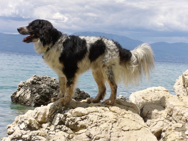 5 tipů, jak si užít pohodové léto se psem