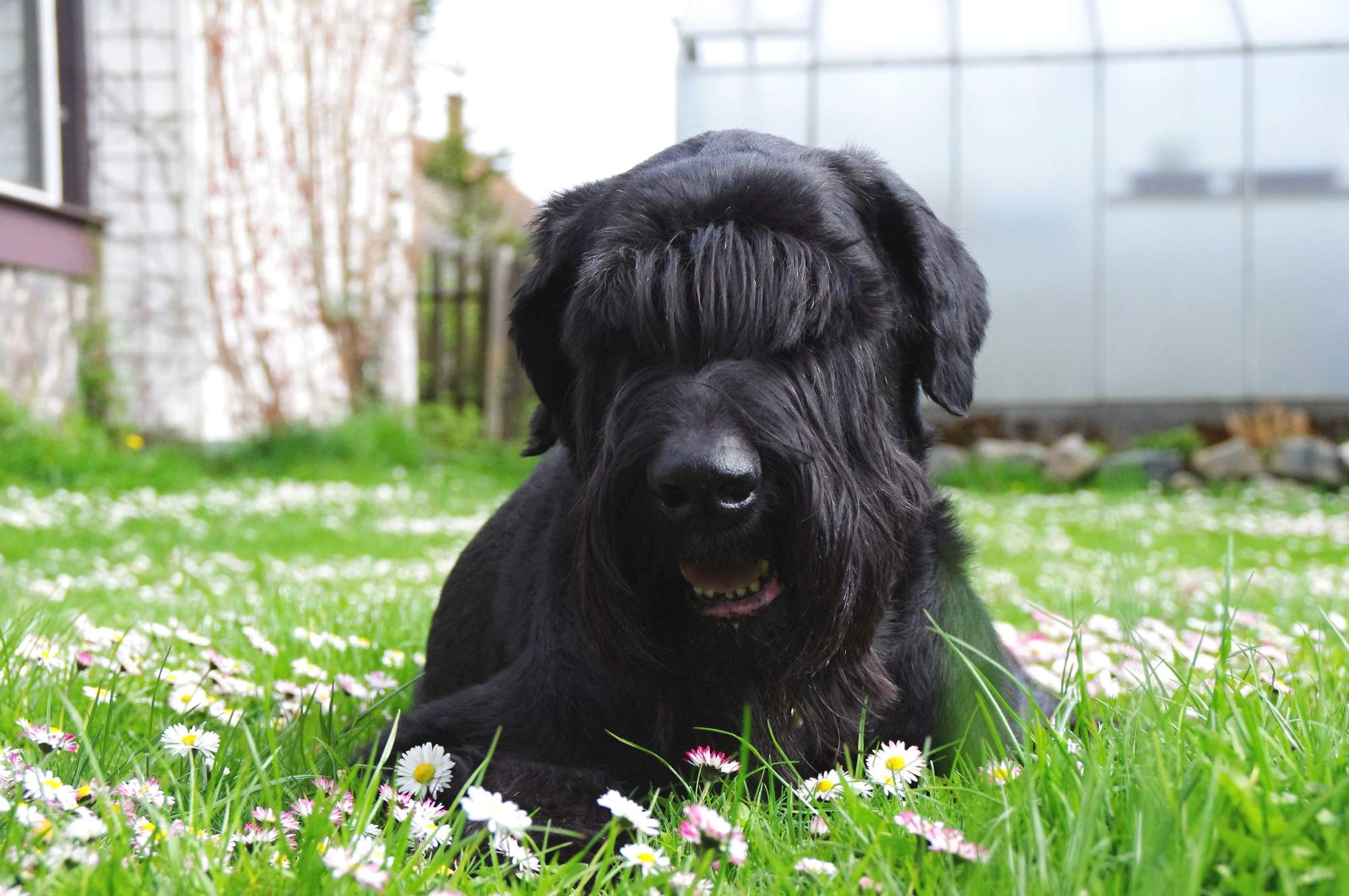 Přírodní prostředky odpuzující klíšťata