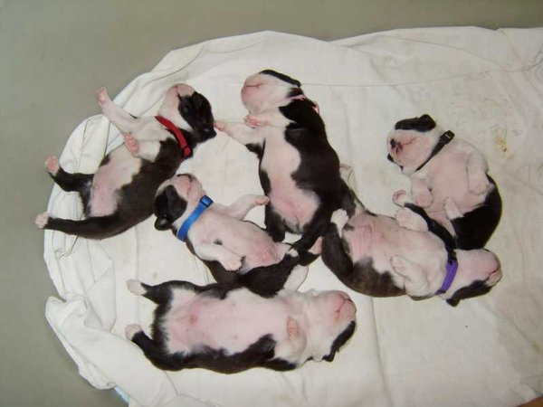 8 příznaků blížícího se porodu feny