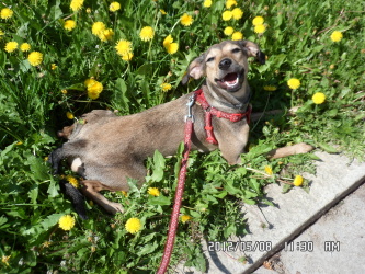 Co znamená, když pes mhouří oči?