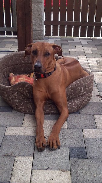 Zježená srst na hřbetu