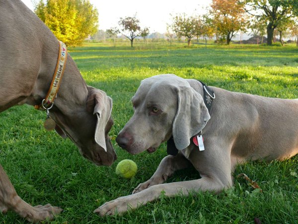 Seznamovací očichávání