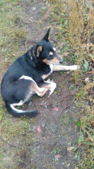 Jak pochováváme domácí mazlíčky?