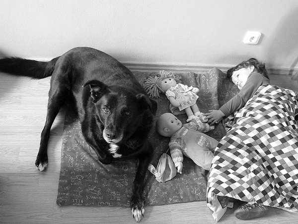 Statistika: Češi a zvířata z útulků