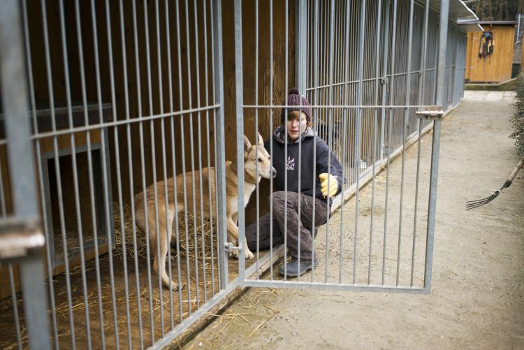 Útulky se po hlučných silvestrovských oslavách plní zvířaty