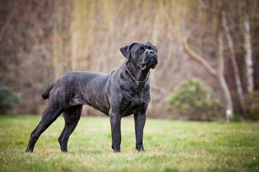 Chováte Cane Corso? Zapojte se do projektu s cílem dosáhnout vyššího věku psů tohoto plemene.