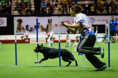 Přípravy na MS v agility vrcholí