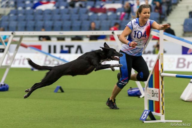 Liberec zná mistry světa v agility