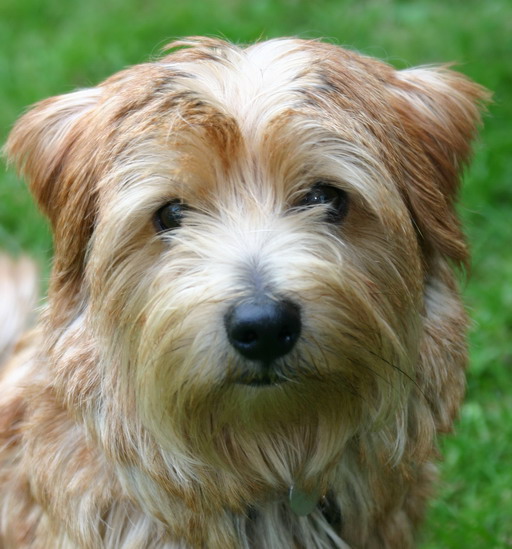 Norfolk teriér