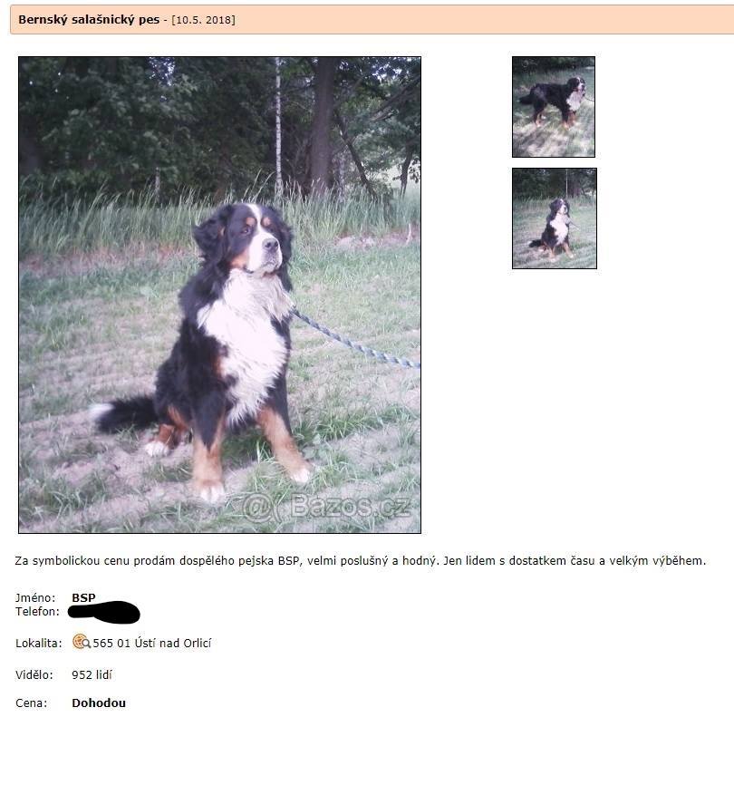Pomozte najít ztraceného pejska