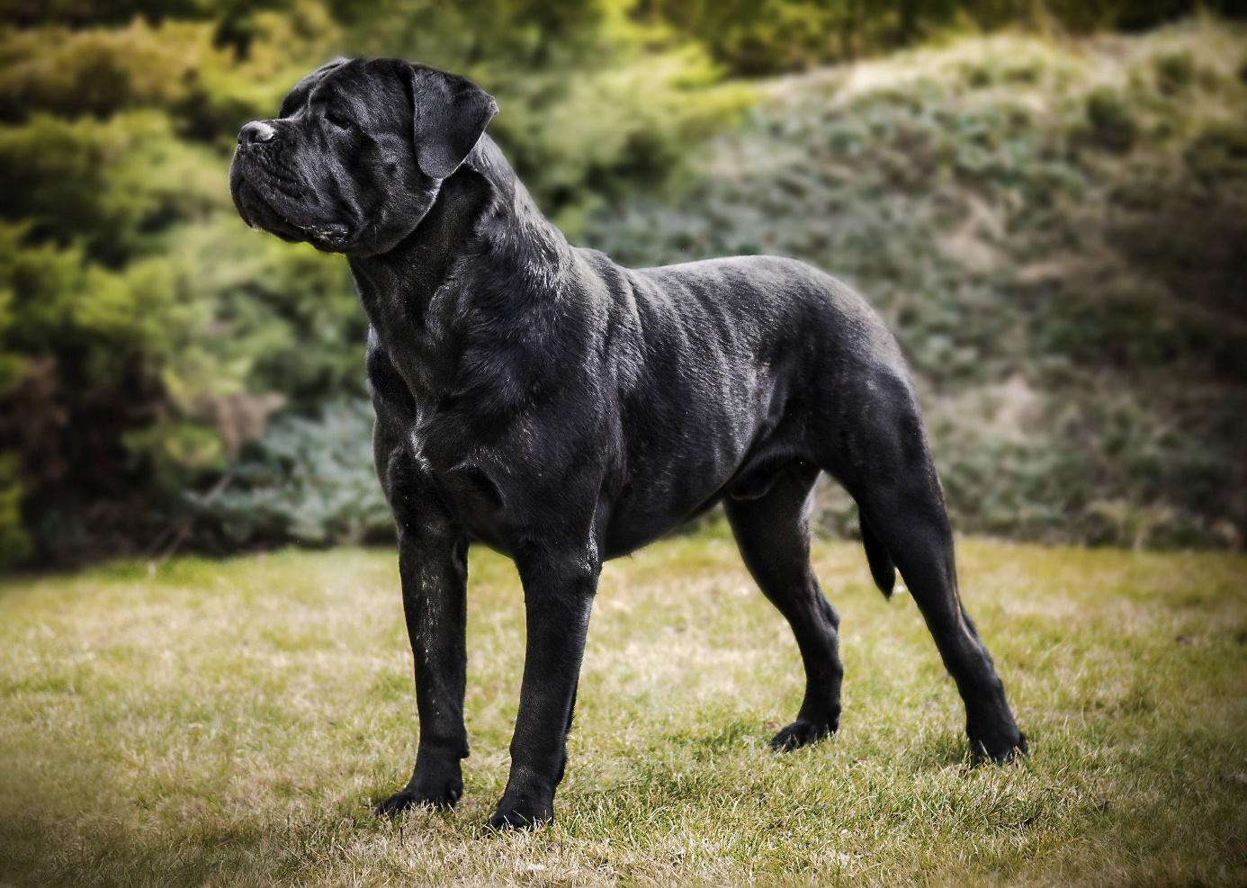 Dědičnost zbarvení srsti u psů se zaměřením na plemeno Cane Corso