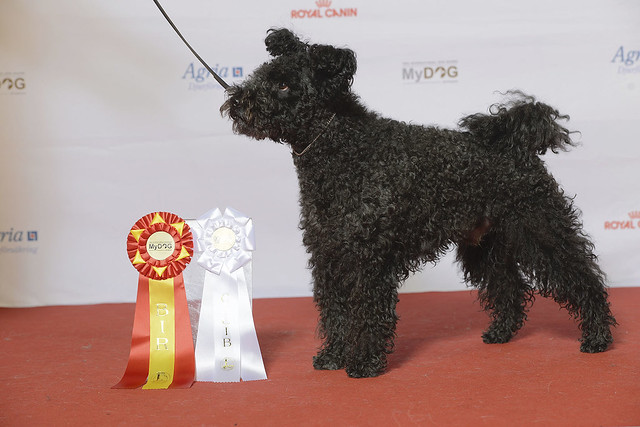 Pumi